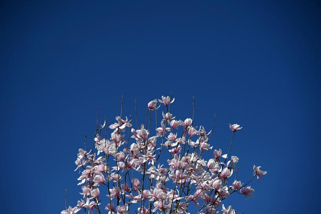 Ngắm sắc hoa mùa xuân rực rỡ khắp thế giới - Hình 4 Ngam sac hoa mua xuan ruc ro khap the gioi-Hinh-4