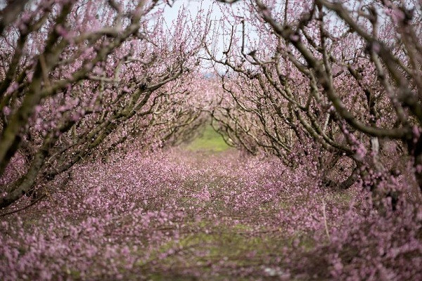 Ngắm sắc hoa mùa xuân rực rỡ khắp thế giới - Hình 2 Ngam sac hoa mua xuan ruc ro khap the gioi-Hinh-2