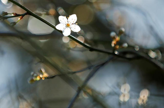 Ngắm sắc hoa mùa xuân rực rỡ khắp thế giới - Hình 14 Ngam sac hoa mua xuan ruc ro khap the gioi-Hinh-14