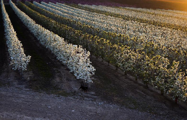 Ngắm sắc hoa mùa xuân rực rỡ khắp thế giới - Hình 15 Ngam sac hoa mua xuan ruc ro khap the gioi-Hinh-15