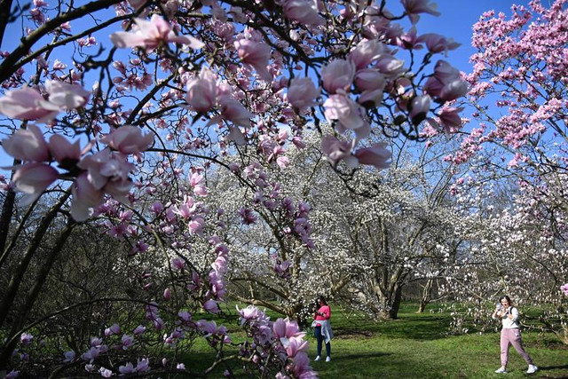 Ngắm sắc hoa mùa xuân rực rỡ khắp thế giới - Hình 12 Ngam sac hoa mua xuan ruc ro khap the gioi-Hinh-12