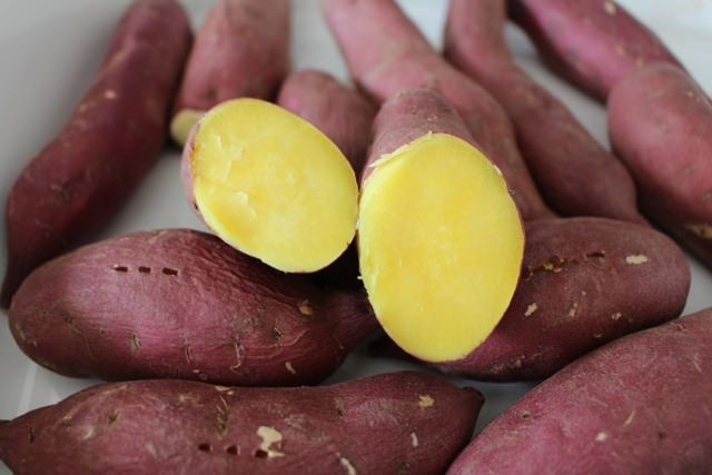 Vì sao khoai lang được ví là “vua chống ung thư“? - Hình 10 Vi sao khoai lang duoc vi la “vua chong ung thu“?-Hinh-10
