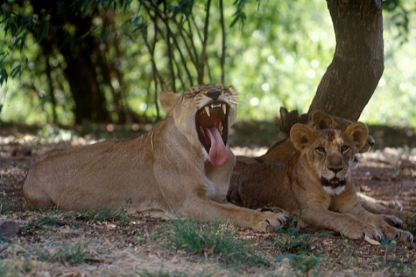 Kinh hoàng bé gái 14 tuổi bị sư tử vồ chết Kinh hoang be gai 14 tuoi bi su tu vo chet