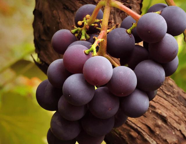 Loại quả quen thuộc là “kẻ thù” của người đường huyết cao Loai qua quen thuoc la “ke thu” cua nguoi duong huyet cao