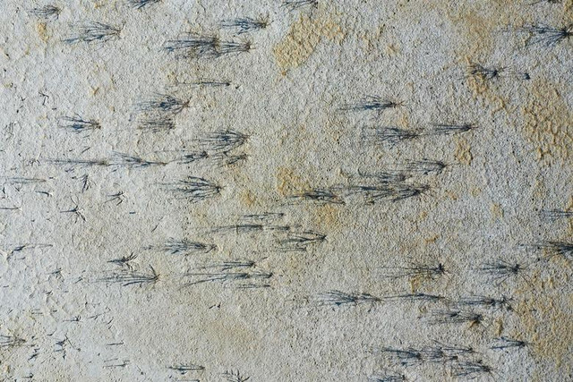 Cận cảnh hạn hán nghiêm trọng ở Mỹ, hồ nước khô cạn - Hình 4 Can canh han han nghiem trong o My, ho nuoc kho can-Hinh-4