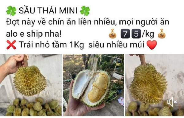 Thu chục triệu mỗi ngày nhờ bán sầu Thái mini Thu chuc trieu moi ngay nho ban sau Thai mini