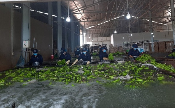 Mã số vùng trồng: Chìa khóa mở cửa để nông sản Bà Rịa – Vũng Tàu vươn xa Ma so vung trong: Chia khoa mo cua de nong san Ba Ria – Vung Tau vuon xa