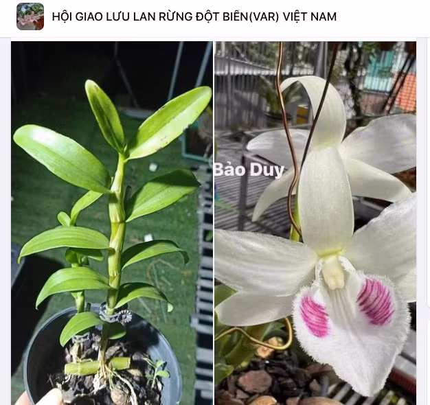Chiêu trò thổi giá lan đột biến để 'lùa gà' cú chót - Hình 3 Chieu tro thoi gia lan dot bien de 'lua ga' cu chot-Hinh-3