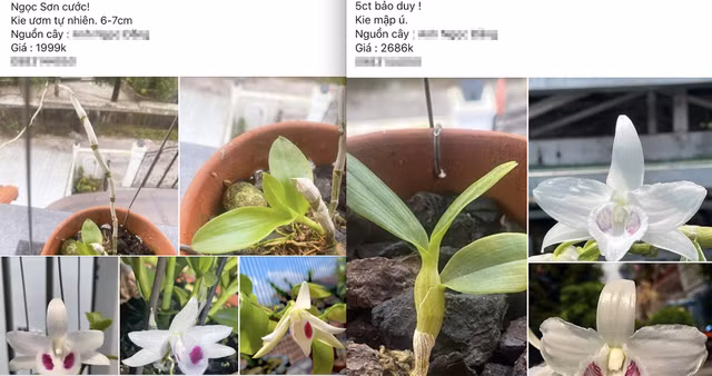 Chiêu trò thổi giá lan đột biến để 'lùa gà' cú chót - Hình 2 Chieu tro thoi gia lan dot bien de 'lua ga' cu chot-Hinh-2