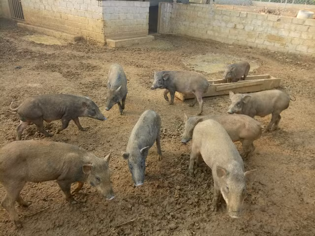 Ám ảnh thực phẩm bẩn, 9x lập mô hình “từ trang trại đến bàn ăn“ - Hình 4 Am anh thuc pham ban, 9x lap mo hinh “tu trang trai den ban an“-Hinh-4