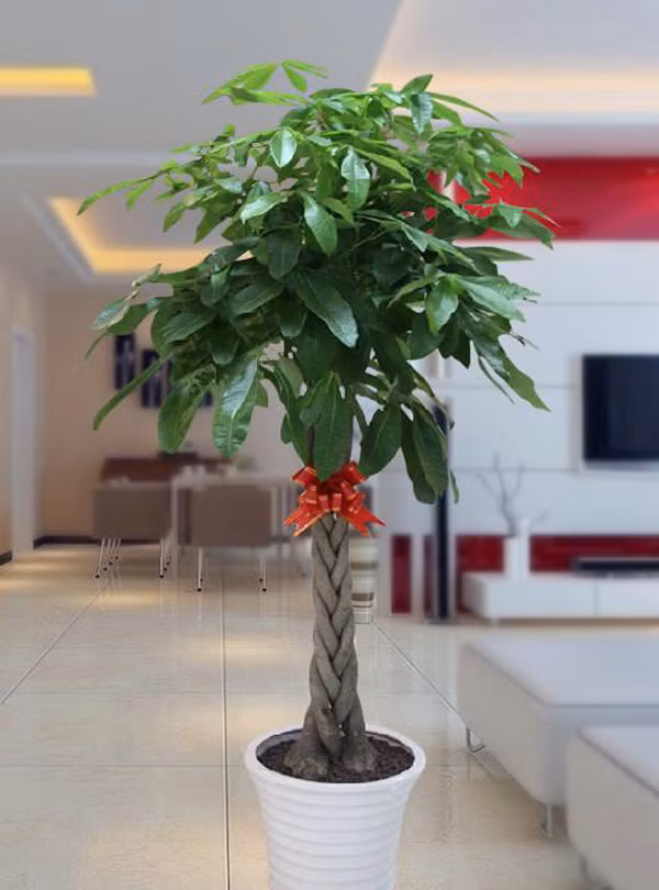 Trồng cây lưu ý loại chậu không nên mua - Hình 4 Trong cay luu y loai chau khong nen mua-Hinh-4