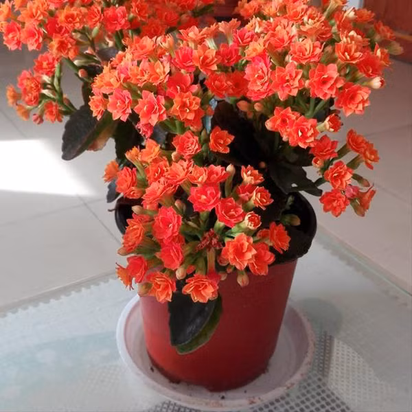 Trồng cây lưu ý loại chậu không nên mua - Hình 6 Trong cay luu y loai chau khong nen mua-Hinh-6