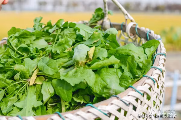 Những điều cần lưu ý khi ăn rau rừng không phải ai cũng biết Nhung dieu can luu y khi an rau rung khong phai ai cung biet
