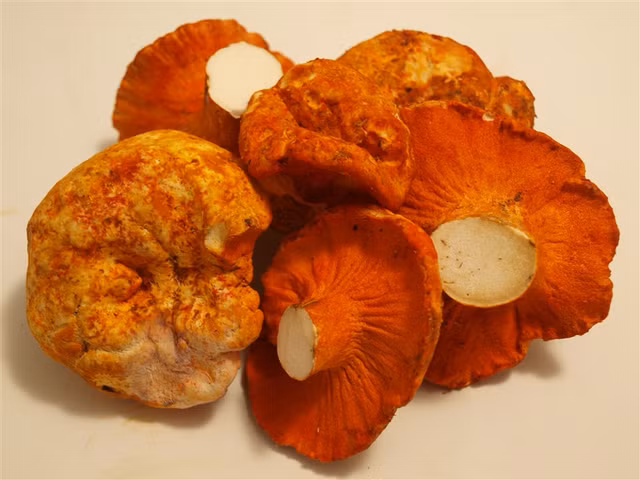 Kham pha loai nam co mui vi giong tom hum, trieu nguoi me man-Hinh-5