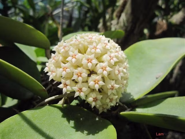 Su that it ai biet ve giong lan cam cu tuyet dep cua VN-Hinh-7