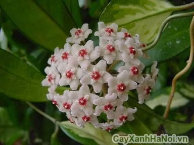 Su that it ai biet ve giong lan cam cu tuyet dep cua VN-Hinh-3
