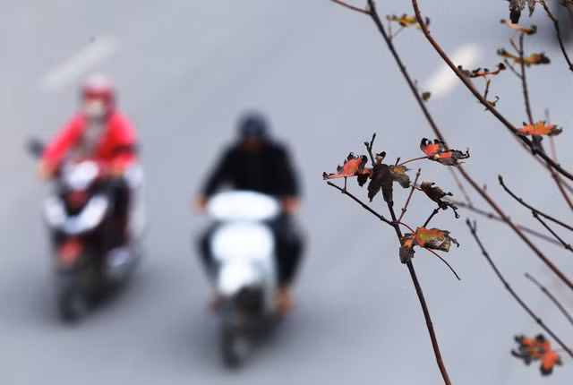 Ảnh: Phong lá đỏ ở Hà Nội "trơ xương" sau thời kì rụng lá - Hình 11 Anh: Phong la do o Ha Noi