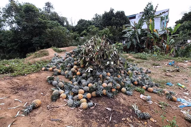 Xot xa canh nong dan bo ca xe tai dua vi Trung Quoc ngung thu mua-Hinh-2