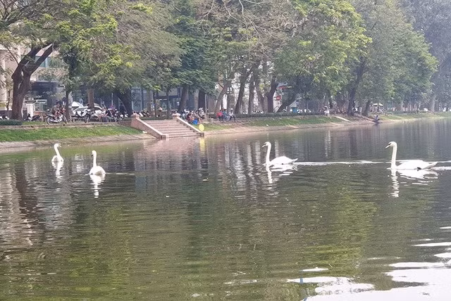 Tận mắt ngắm đàn thiên nga đẻ trứng ở hồ Thiền Quang - Hình 8 Tan mat ngam dan thien nga de trung o ho Thien Quang-Hinh-8