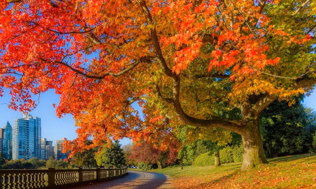 Điều đặc biệt gì khiến lá phong đỏ trở thành linh hồn của Canada? - Hình 5 Dieu dac biet gi khien la phong do tro thanh linh hon cua Canada?-Hinh-5
