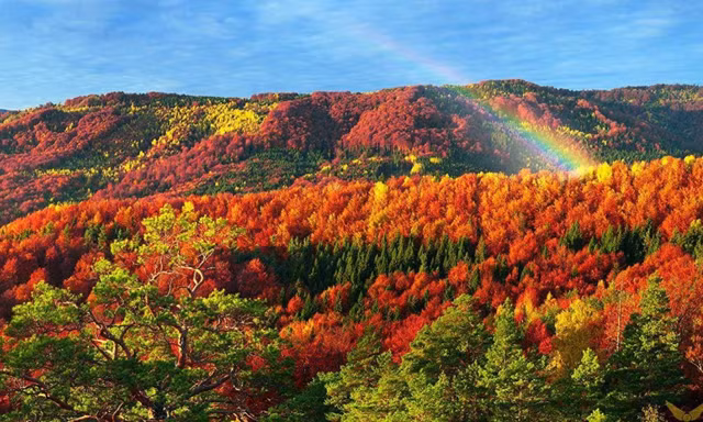 Điều đặc biệt gì khiến lá phong đỏ trở thành linh hồn của Canada? - Hình 10 Dieu dac biet gi khien la phong do tro thanh linh hon cua Canada?-Hinh-10