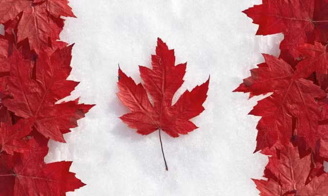 Điều đặc biệt gì khiến lá phong đỏ trở thành linh hồn của Canada? - Hình 4 Dieu dac biet gi khien la phong do tro thanh linh hon cua Canada?-Hinh-4