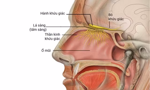 Khám phá 10 bí ẩn trên cơ thể người ít ai biết - Hình 10 Kham pha 10 bi an tren co the nguoi it ai biet-Hinh-10