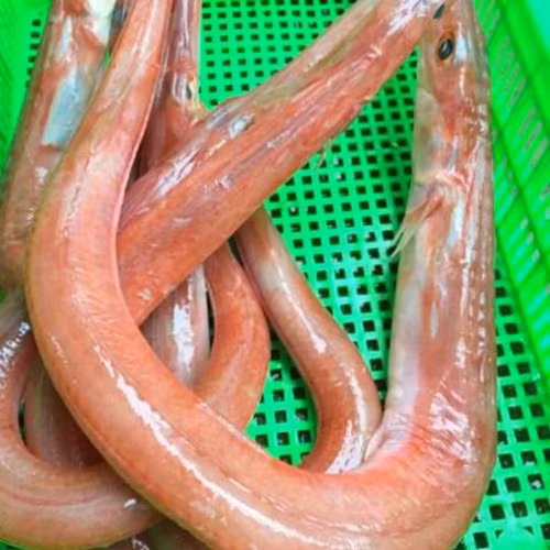 Nha giau hay san lung cac dac san gia 'chat' nay-Hinh-8