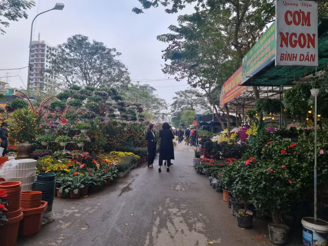 Giá hoa cận Tết Quý Mão sôi động nhưng chỉ tăng nhẹ - Hình 2 Gia hoa can Tet Quy Mao soi dong nhung chi tang nhe-Hinh-2