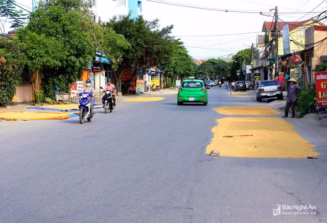 Đường phố, vỉa hè thành sân phơi lúa tại Vinh Duong pho, via he thanh san phoi lua tai Vinh