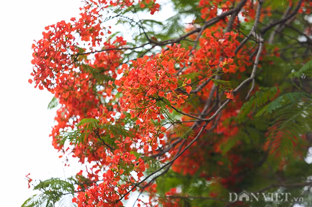 Than tho voi hang phuong ruc do o Ha Noi bao hieu he ve-Hinh-6