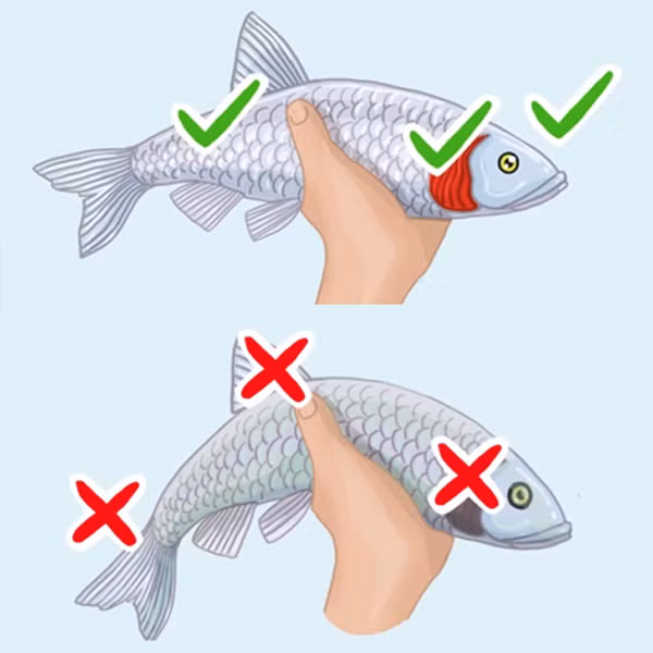 5 loại cá dễ khiến bạn ủ bệnh, không nên ăn nhiều - Hình 4 5 loai ca de khien ban u benh, khong nen an nhieu-Hinh-4