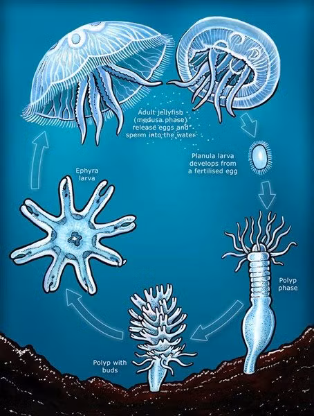 Vì sao sứa Turritopsis dohrnii có thể bất tử? - Hình 7 Vi sao sua Turritopsis dohrnii co the bat tu?-Hinh-7