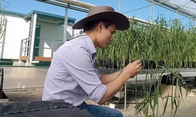 Tiến sĩ người Việt ở Úc trở thành người hùng chống lại nạn đói toàn cầu Tien si nguoi Viet o Uc tro thanh nguoi hung chong lai nan doi toan cau