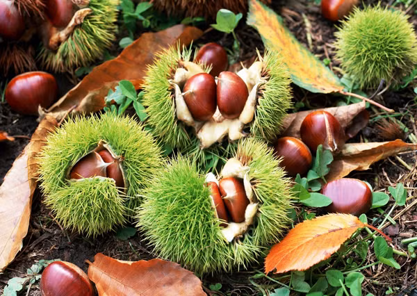 Thực phẩm cực bổ gan thận trong tiết trời thu đông - Hình 8 Thuc pham cuc bo gan than trong tiet troi thu dong-Hinh-8