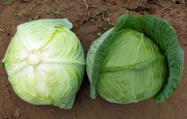 Vi sao ban nhat dinh phai an nhung loai rau cu qua nay vao mua thu?-Hinh-7