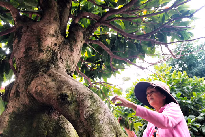 Nhà vườn tất bật lặt lá những cây mai có gốc "khủng" với giá trị hơn 450 triệu đồng.