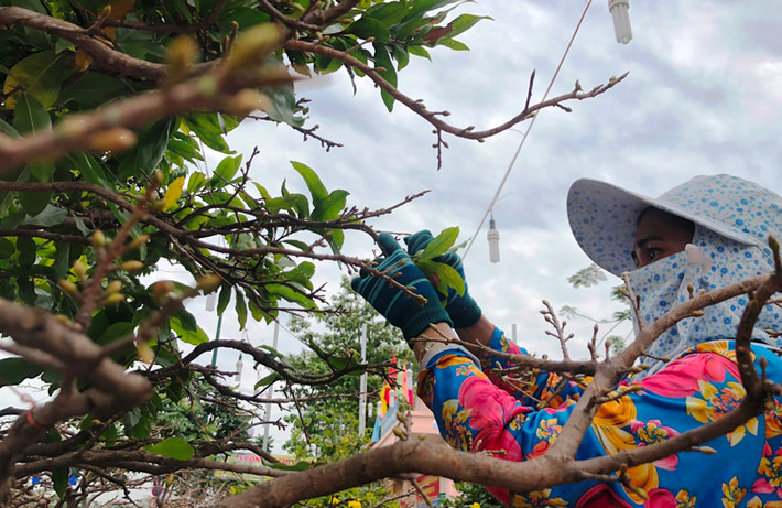 Nhân công khẩn trương lặt lá để mai nở đúng những ngày Tết Kỷ Hợi.