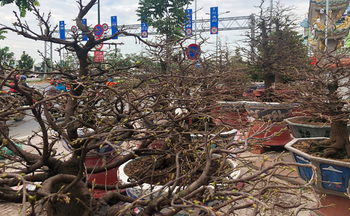 Sáng 14/1 (tức ngày 9 tháng 12 âm lịch), không khí Tết cổ truyền đã tràn ngập khắp phố phường TP HCM. Trên tuyến đại lộ đẹp nhất Sài Gòn Phạm Văn Đồng, đoạn qua địa bàn quận Thủ Đức, TP HCM, nhiều nghệ nhân, nhà vườn... tất bật đưa mai xuống phố. Có nhiều cây mai gần nửa tỉ đồng "chờ" khách trên đại lộ. 