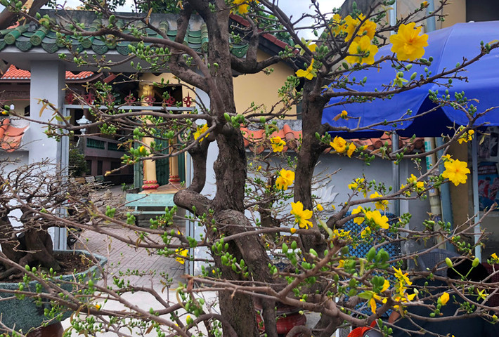 Nhiều khách không khỏi ấn tượng với những cây mai có giá hàng trăm triệu đồng khoe sắc trên đại lộ.