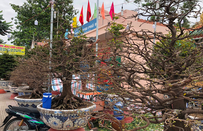 Những chậu mai có giá gần nửa tỉ đồng trên đại lộ Phạm Văn Đồng.