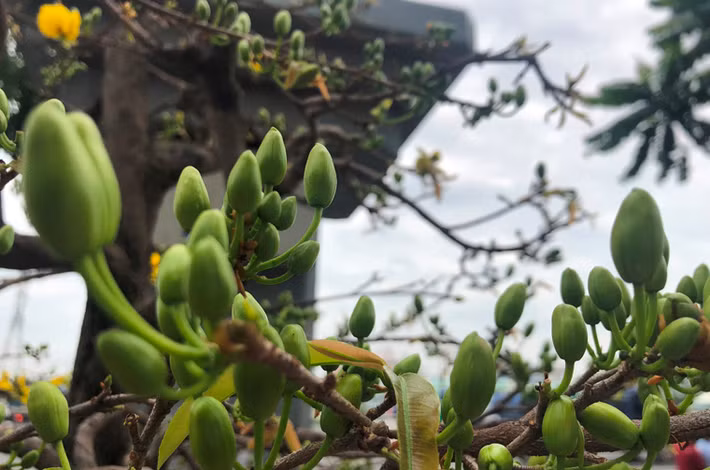 Không khí Tết nguyên đán đang rộn ràng khắp nơi.