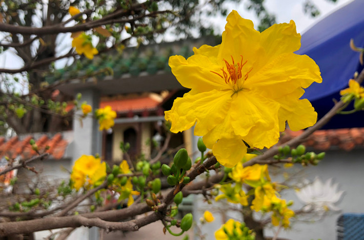 Người dân qua lại trên đường Phạm Văn Đồng cảm nhận rõ không khí Tết đang đến rất gần.