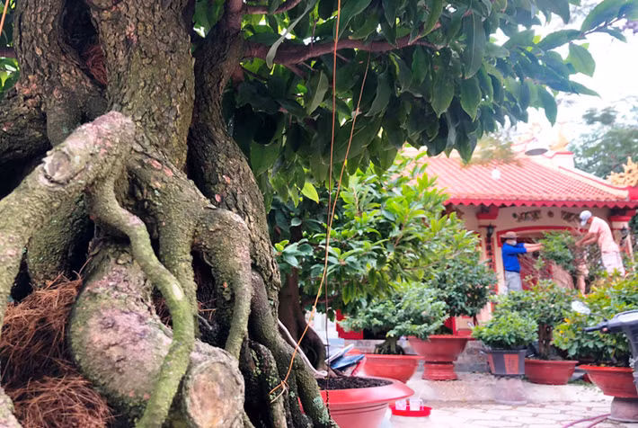 Một cây mai có gốc "khủng" được bày bán trên đại lộ ở TP HCM.