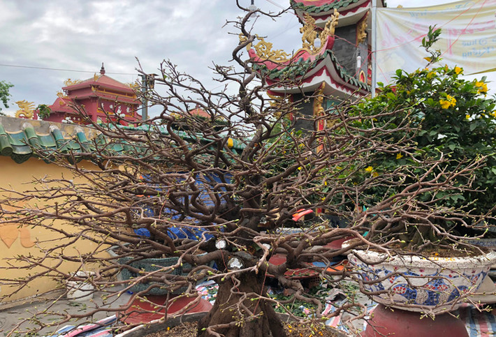 Hàng trăm cây mai có giá trị lớn đang khoe nụ trên tuyến đại lộ đẹp nhất TP HCM trong những ngày giáp Tết nguyên đán.