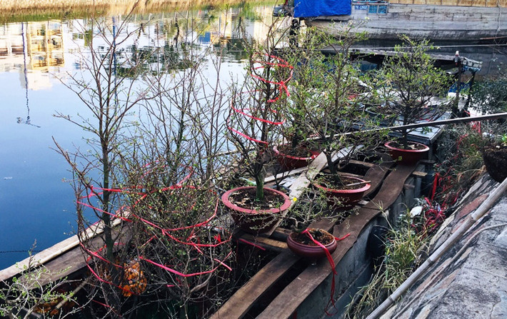 Những chiếc ghe thuyền chở đầy ắp các loại hoa, kiểng từ các tỉnh miền Tây như Bến Tre, Tiền Giang, Long An, Cần Thơ, Trà Vinh, Vĩnh Long... lên buôn bán tại chợ hoa bến Bình Đông.