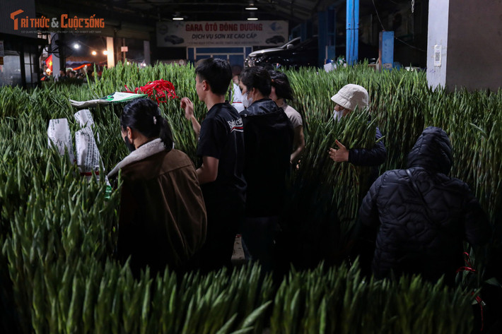 Nhiều tiểu thương cũng dự báo, trong những ngày cuối cùng trước Tết Nguyên đán, giá hoa có thể tăng gấp ba, thậm chí cao hơn so với ngày thường. Dù vậy, chợ hoa Quảng An vẫn là điểm đến quen thuộc bởi nguồn hàng phong phú, đa dạng và liên tục được bổ sung trong đêm.