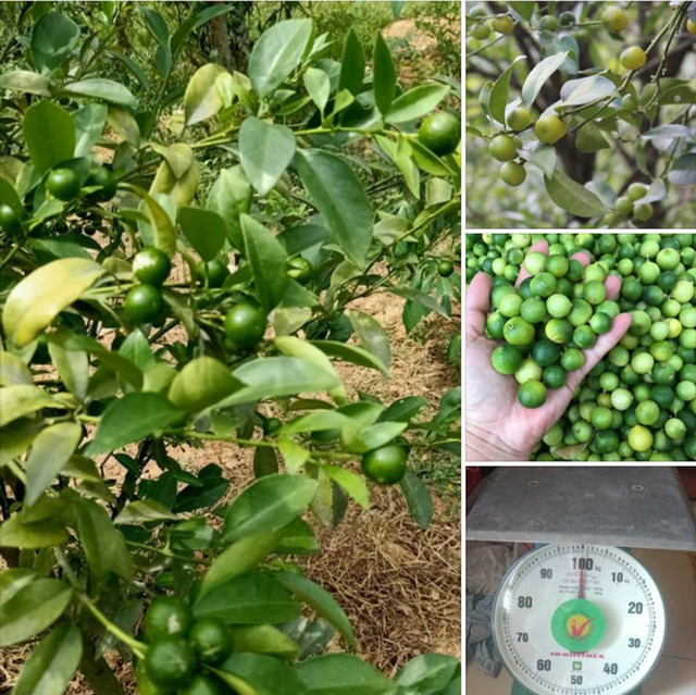 Vì sao loại chanh bé như quả quất mà giá ngất ngưởng? - Hình 2 Vi sao loai chanh be nhu qua quat ma gia ngat nguong?-Hinh-2