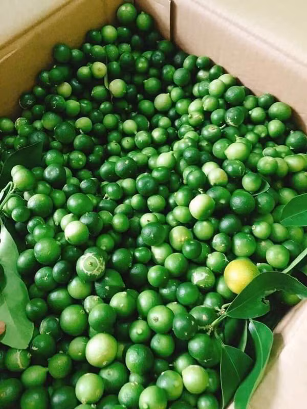 Vi sao loai chanh be nhu qua quat ma gia ngat nguong?