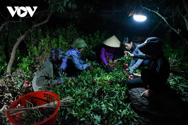 Tất bật cùng người dân Lục Ngạn đi hái vải từ lúc nửa đêm Tat bat cung nguoi dan Luc Ngan di hai vai tu luc nua dem